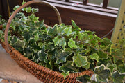 Variegated Ivy Spray