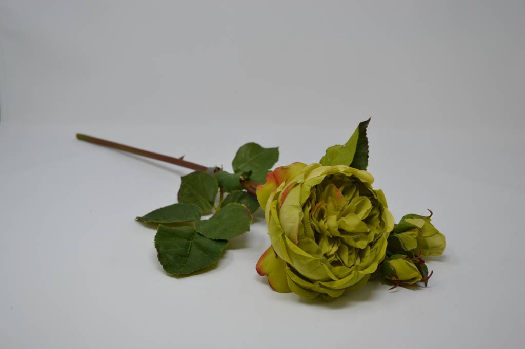 English Rose Bloom (4-Colors)