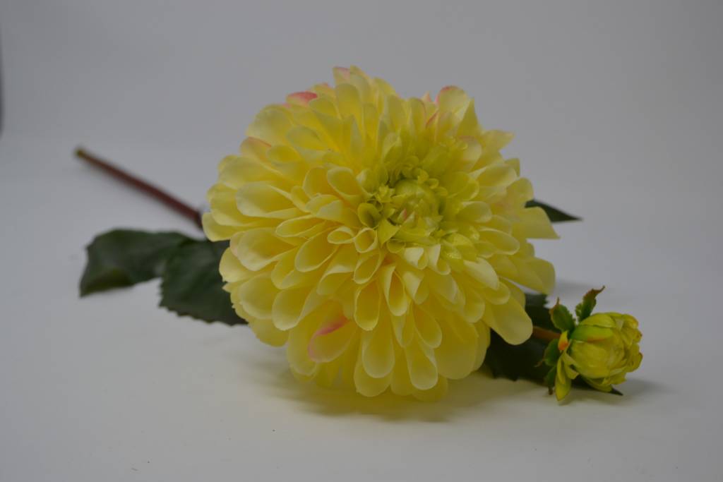 Large Dahlia (2 Colors)