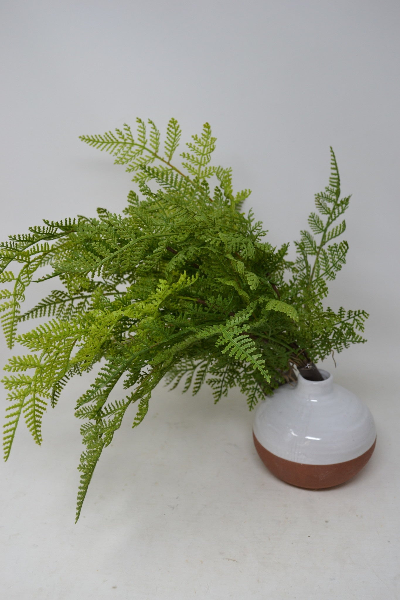 Lace Fern Bush