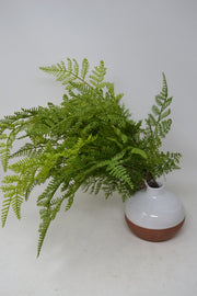 Lace Fern Bush