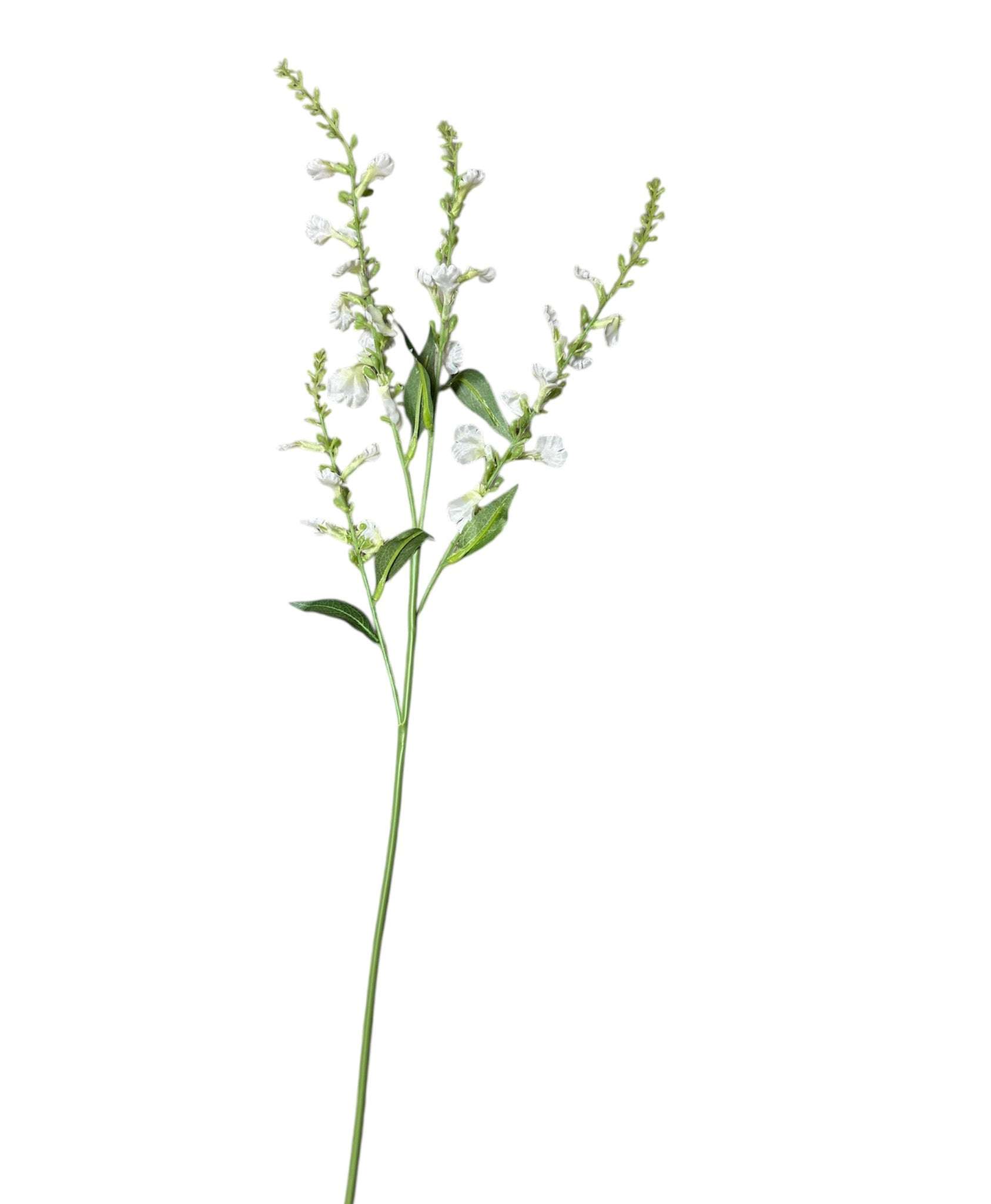 Delicate Lavender Stem