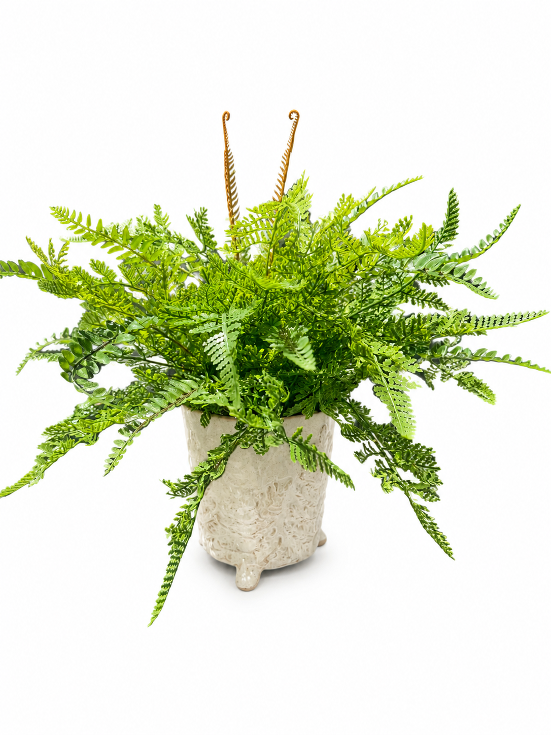 Custom Mixed Fern in Footed Container