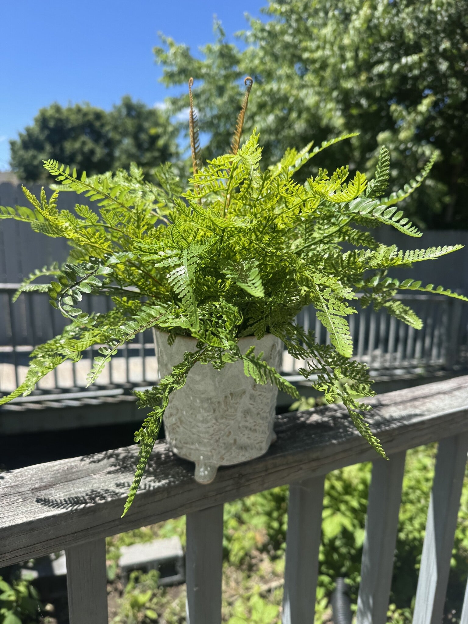 Custom Mixed Fern in Footed Container