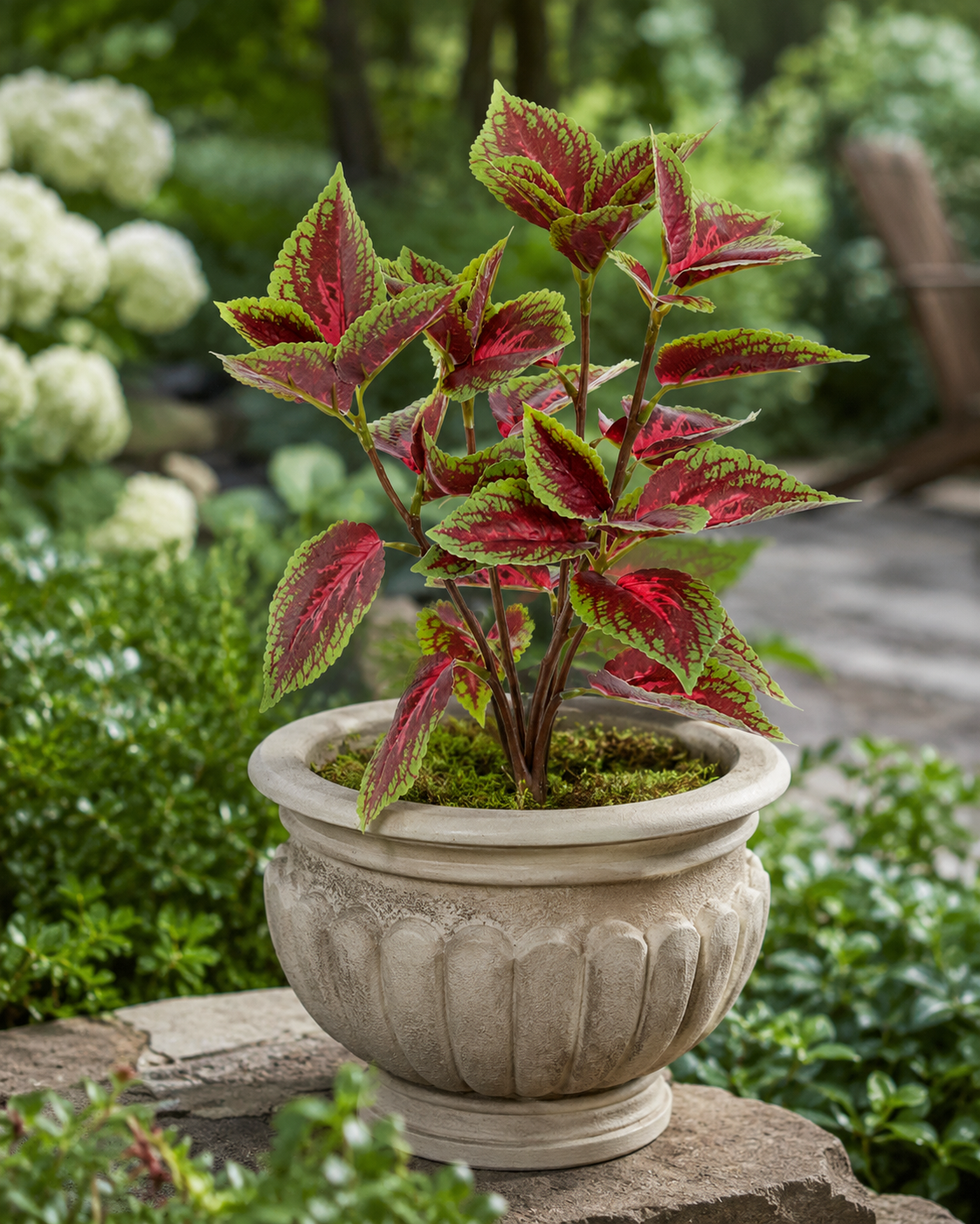 15" Coleus Bush