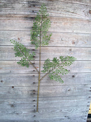 28" Maidenhair Fern Spray