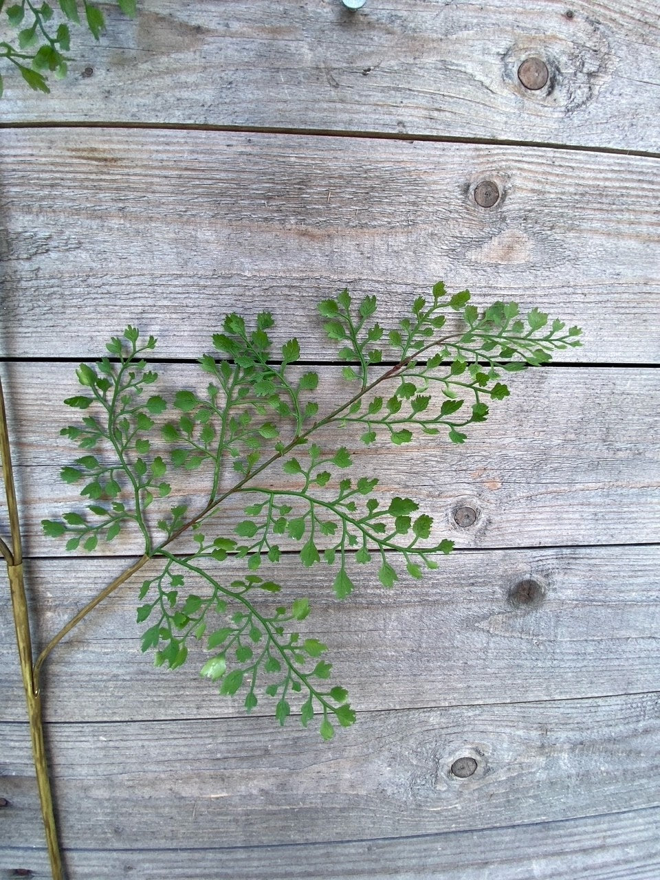 28" Maidenhair Fern Spray
