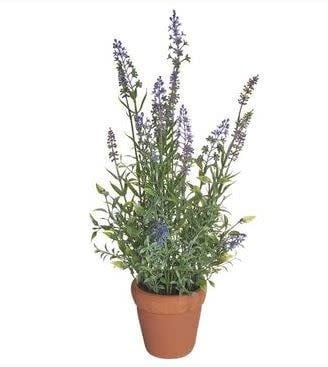 20" Garden Lavender in Clay Pot