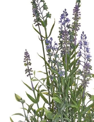 20" Garden Lavender in Clay Pot