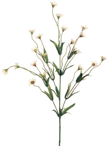 Wild Daisy Spray (3-Colors)