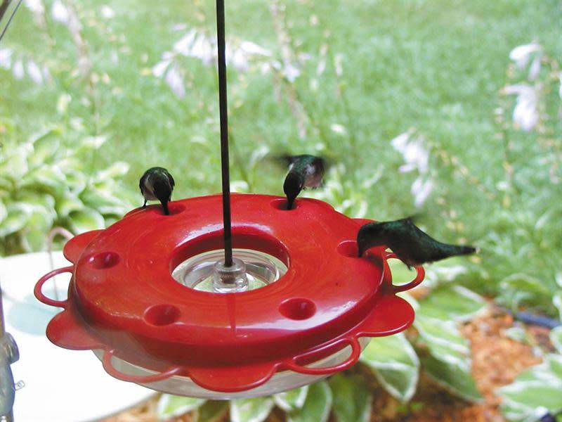 Hummerfest Hummingbird Feeder (2 Sizes)