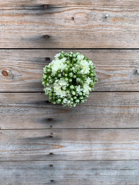 5'' White Kalanchoe Ball
