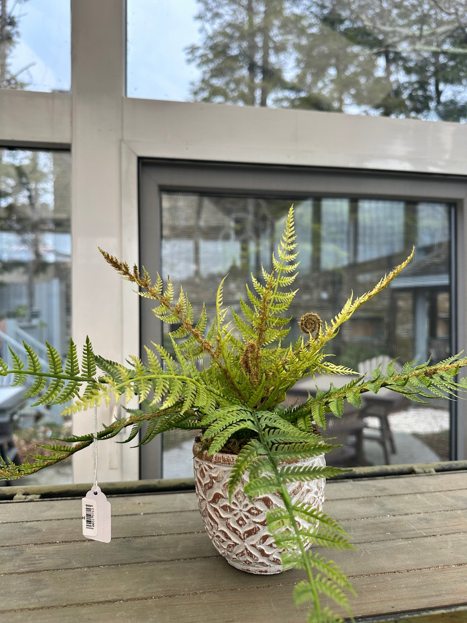 Small Lace Fern in Scalloped Vase