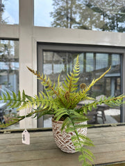 Small Lace Fern in Scalloped Vase