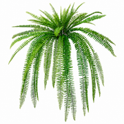 Real Touch UV Protected Boston Fern (2-Sizes)