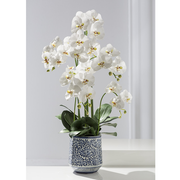 37" Phalaenopsis in Blue Ceramic Leaf Pot