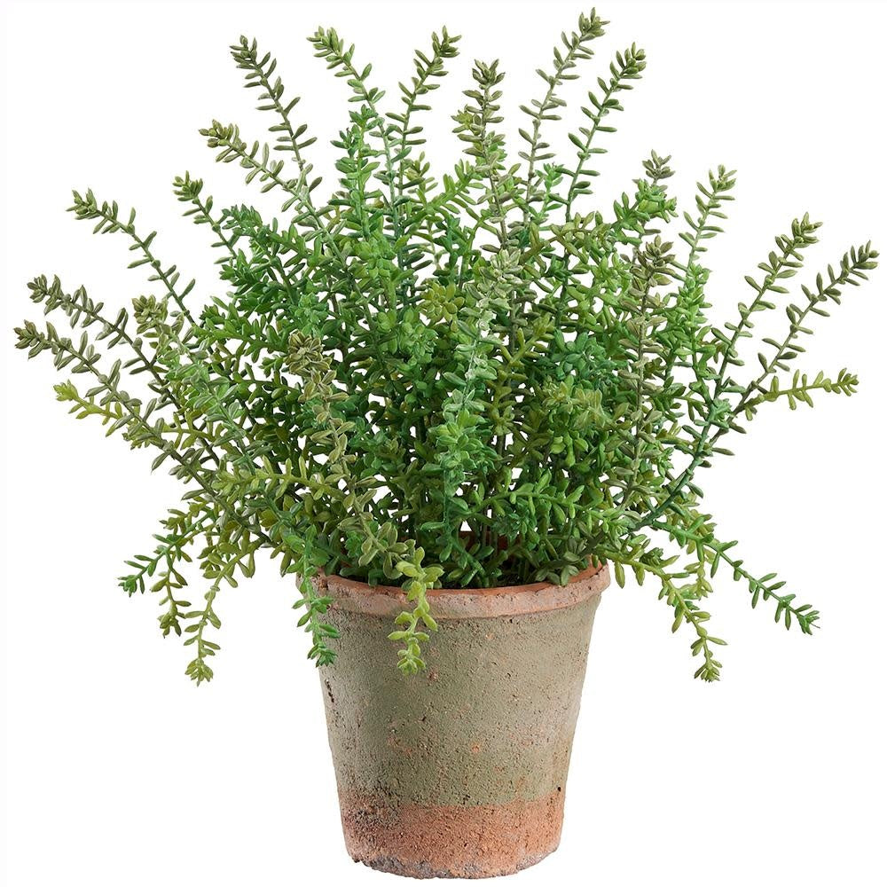 16.5" UV Sedum in Clay Pot