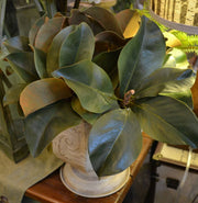 Magnolia Leaf Pick