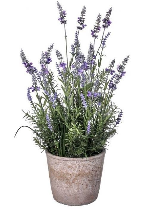 Garden Lavender in Cement Pot (2-styles)