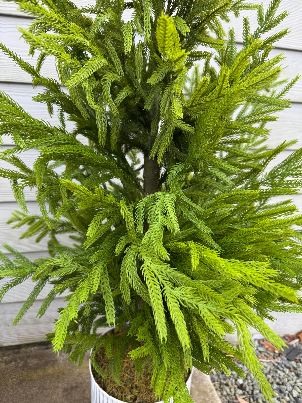50" Potted Natural Touch Norfolk Pine Tree