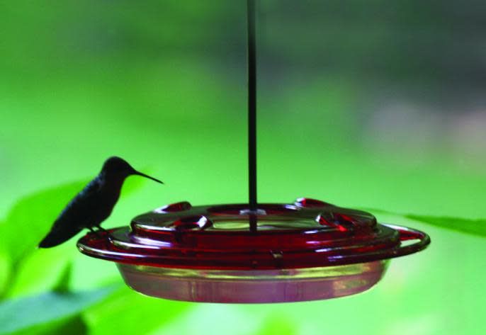 Hummerfest Hummingbird Feeder (2 Sizes)