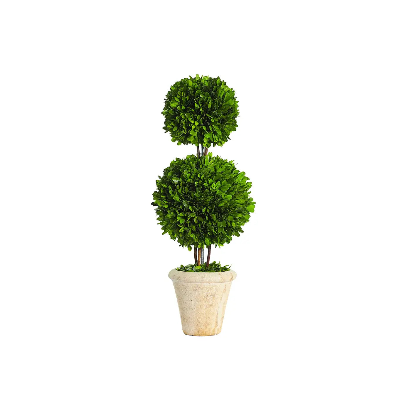 Double Ball Preserved Boxwood Topiary
