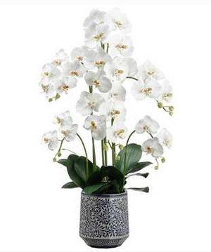 37" Phalaenopsis in Blue Ceramic Leaf Pot