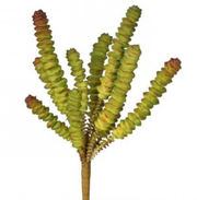 8" Finger Succulent
