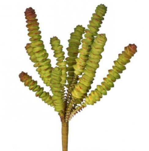 8" Finger Succulent