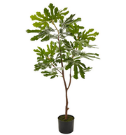 44.5" Potted Fig Tree