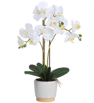White Phalaenopsis in Two-Tone Container (2-Sizes)