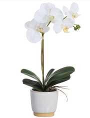 White Phalaenopsis in Two-Tone Container (2-Sizes)