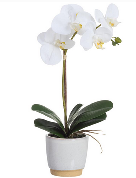 White Phalaenopsis in Two-Tone Container (2-Sizes)