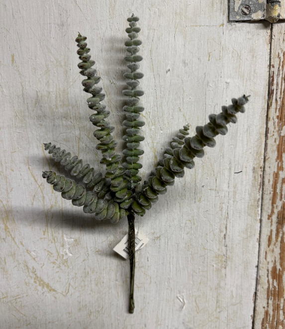 Donkey Tail Succulent