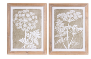 Set of 2 Queen Anne's Lace Framed Prints