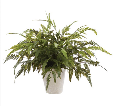 20" Potted Leather Leaf Fern