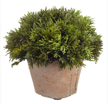 Cypress in Clay Pot (2-Sizes)