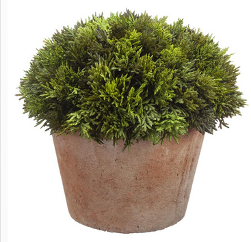 Cypress in Clay Pot (2-Sizes)