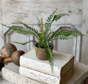 Sage Sword Fern in Pot