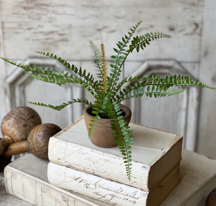 Sage Sword Fern in Pot