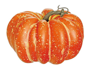 7.3" Orange Variegated Pumpkin