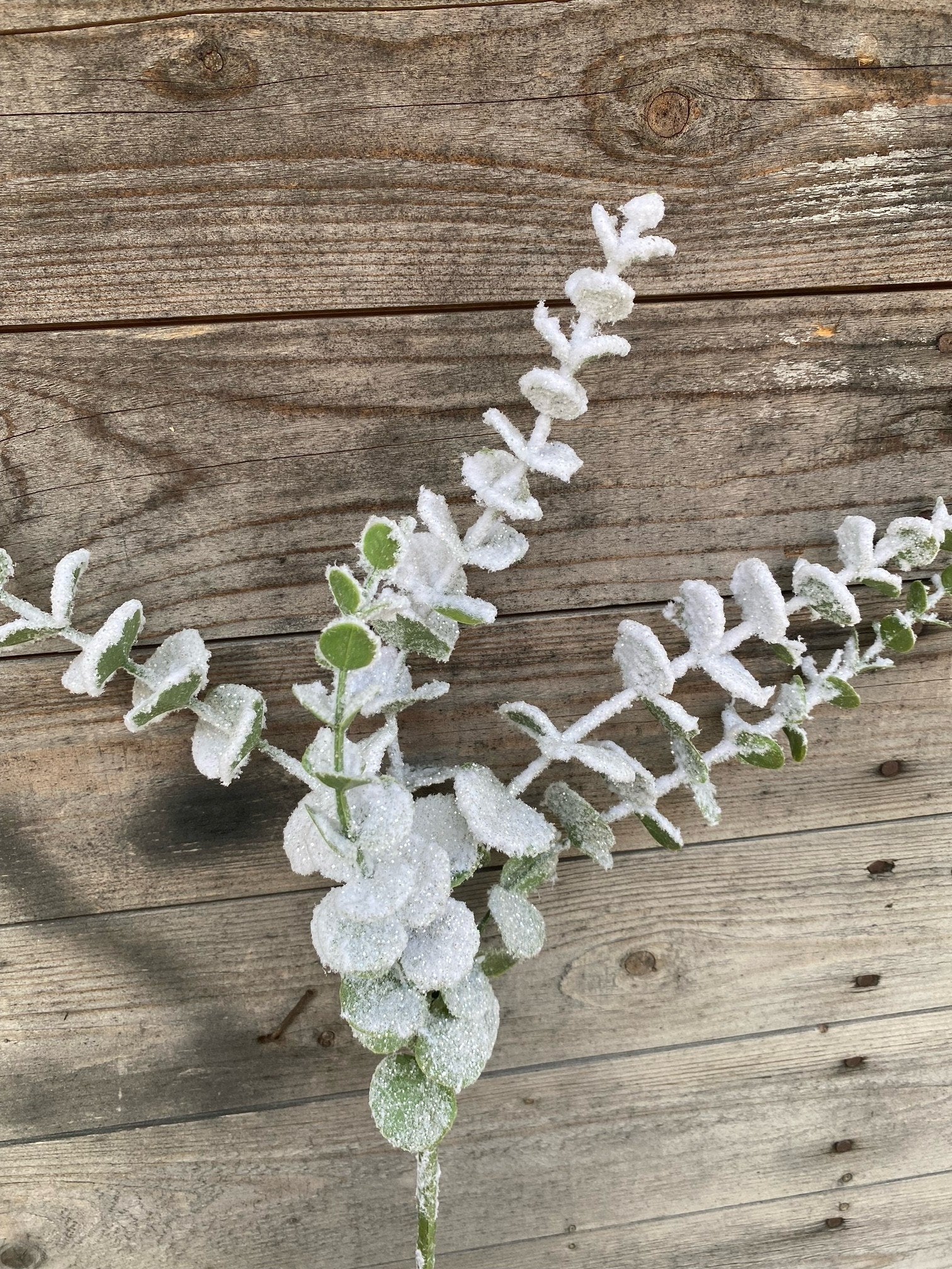Snowy Eucalyptus Spray