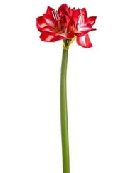 27" Red & White Amaryllis Spray