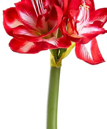 27" Red & White Amaryllis Spray